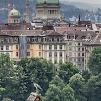 Miniatura per l'immagine della galleria21